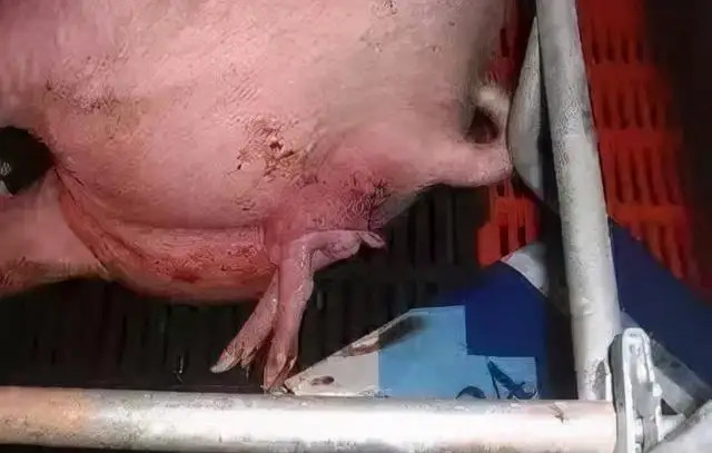 ĸ̹