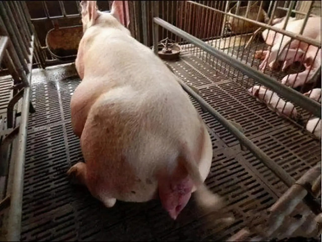 ĸ̹Σ