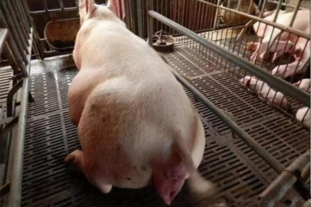 ĸ̹