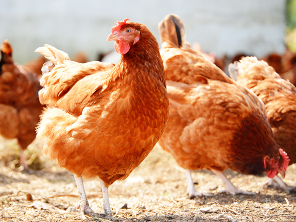 ΢Ԫϵһϵ˫رֳ˫ֵЧӦ